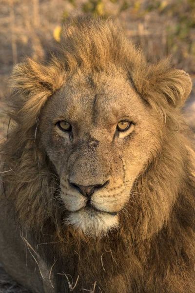 Africa, Botswana, Savuti Game Reserve Male lion
